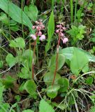 Pyrola incarnata