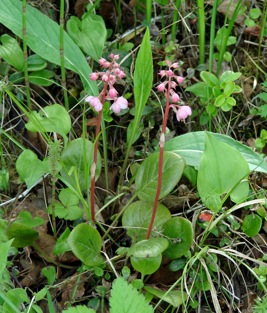 Image of Pyrola incarnata specimen.