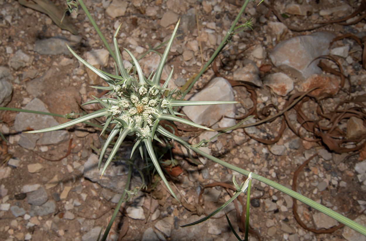 Изображение особи Exoacantha heterophylla.