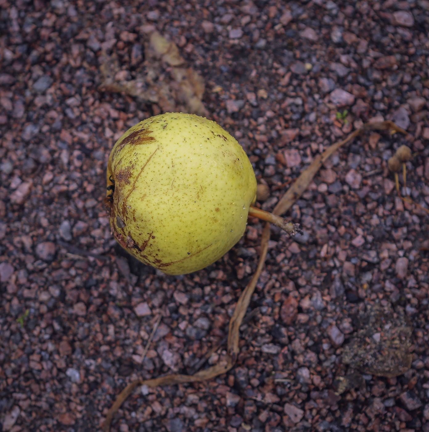 Image of Pyrus pyraster specimen.