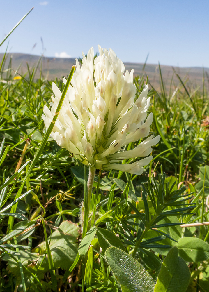 Изображение особи Trifolium canescens.