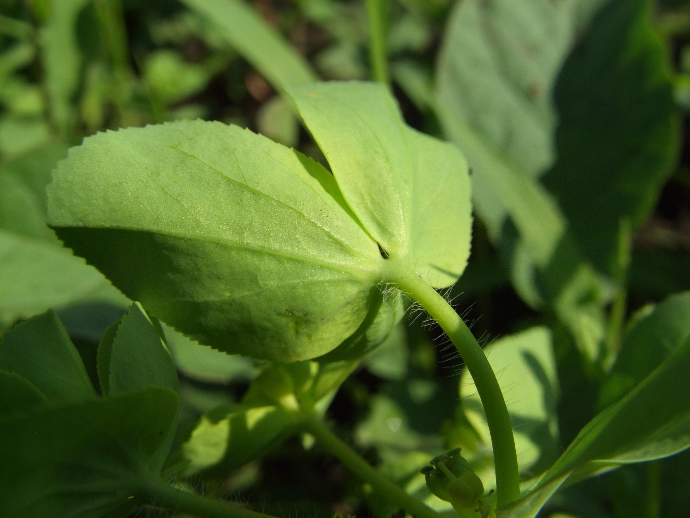 Image of Euphorbia helioscopia specimen.