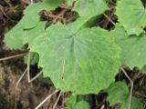 Dolichorrhiza renifolia