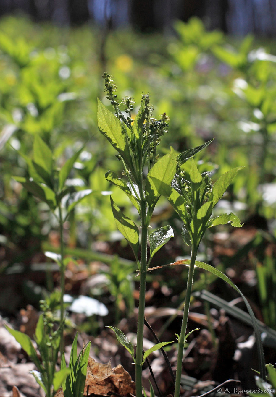 Изображение особи Mercurialis perennis.