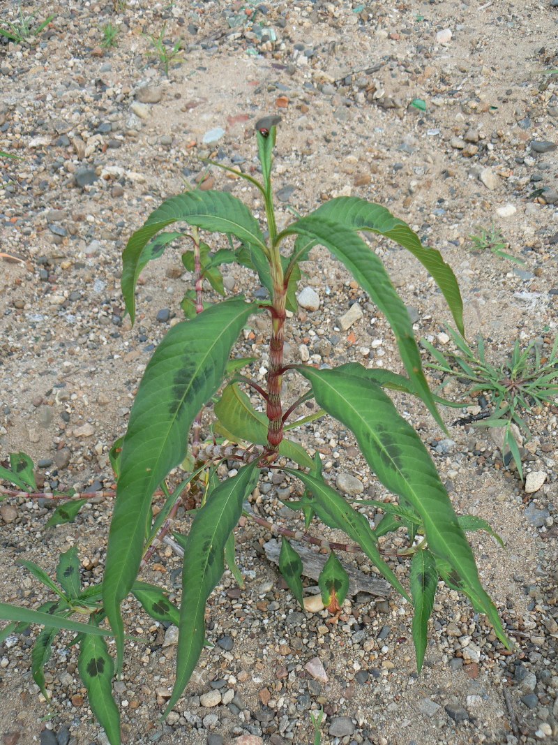 Image of Persicaria maculosa specimen.