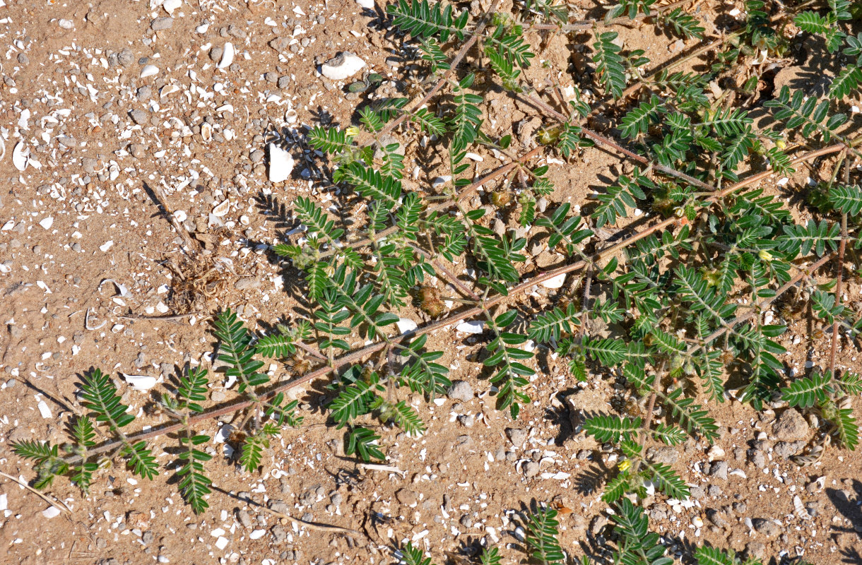 Image of Tribulus terrestris specimen.