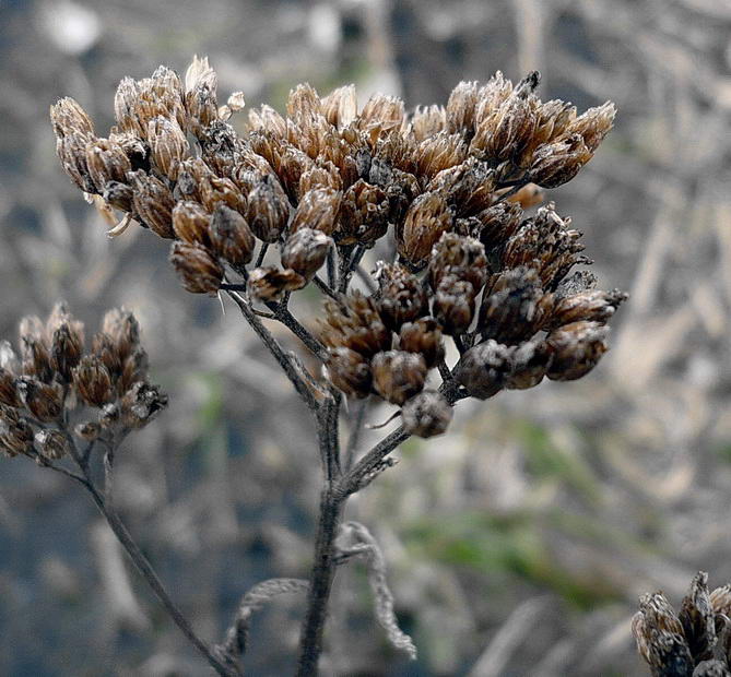 Изображение особи Achillea millefolium.