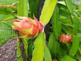 Hylocereus costaricensis