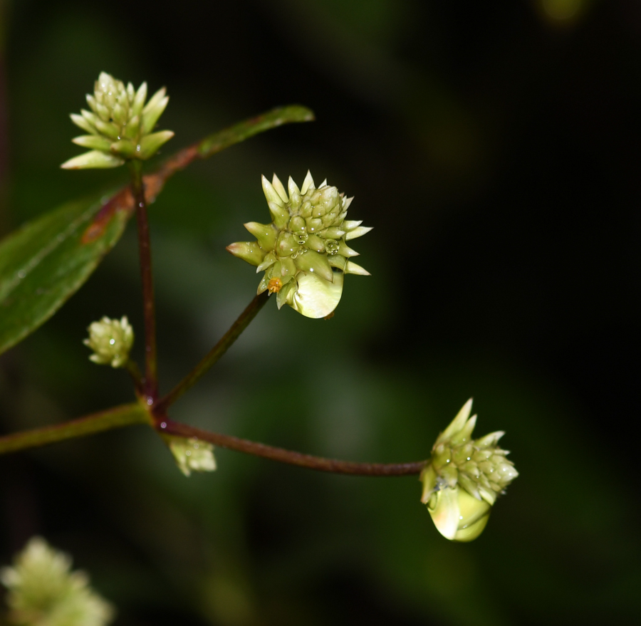 Изображение особи Alternanthera flavescens.