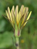 Tragopogon pusillus. Соцветие. Крым, Керченский п-ов, Приазовье, Караларская степь, засолённая степь. 6 мая 2021 г.