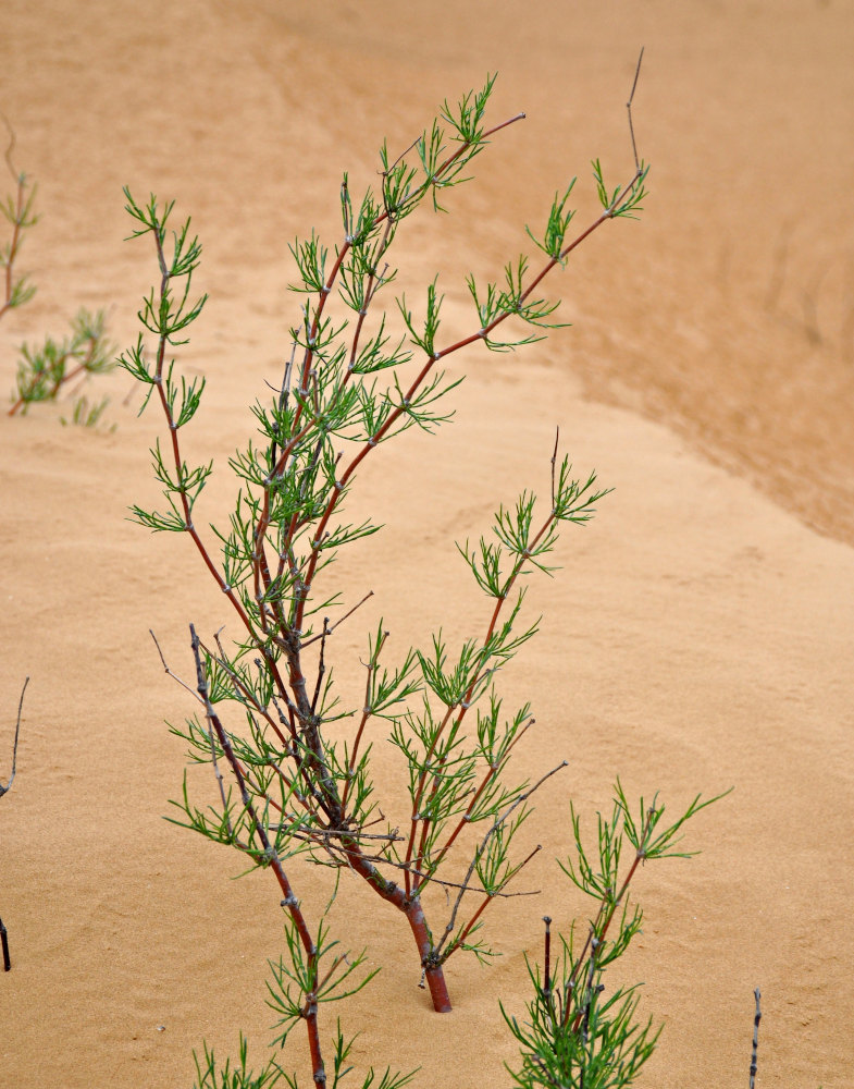 Image of Calligonum aphyllum specimen.