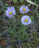 Aster alpinus. Цветущие растения. Пермский край, Кунгурский р-н, окр. с. Каширино, долина р. Сылва, обнажение гипсов, слабо задернованный крутой склон. 06.06.2021.