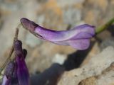 Vicia cretica ssp. aegaea