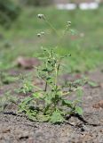 Heliotropium styligerum