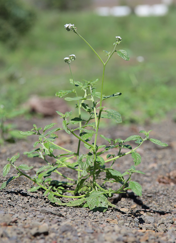 Изображение особи Heliotropium styligerum.