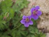 Geranium collinum