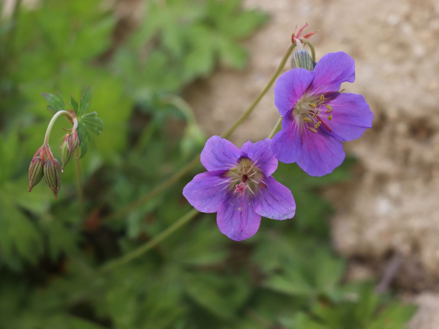 Image of Geranium collinum specimen.