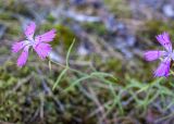 Dianthus versicolor