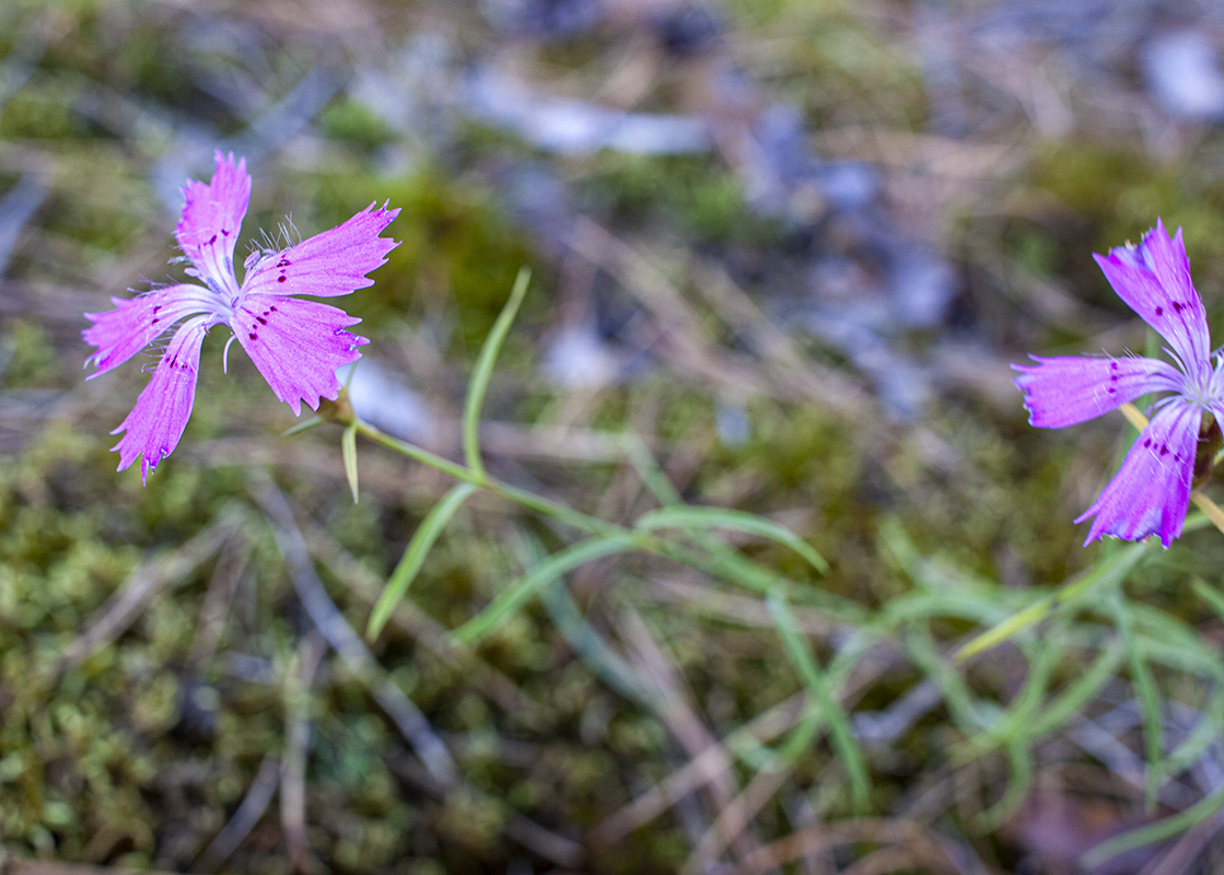 Изображение особи Dianthus versicolor.