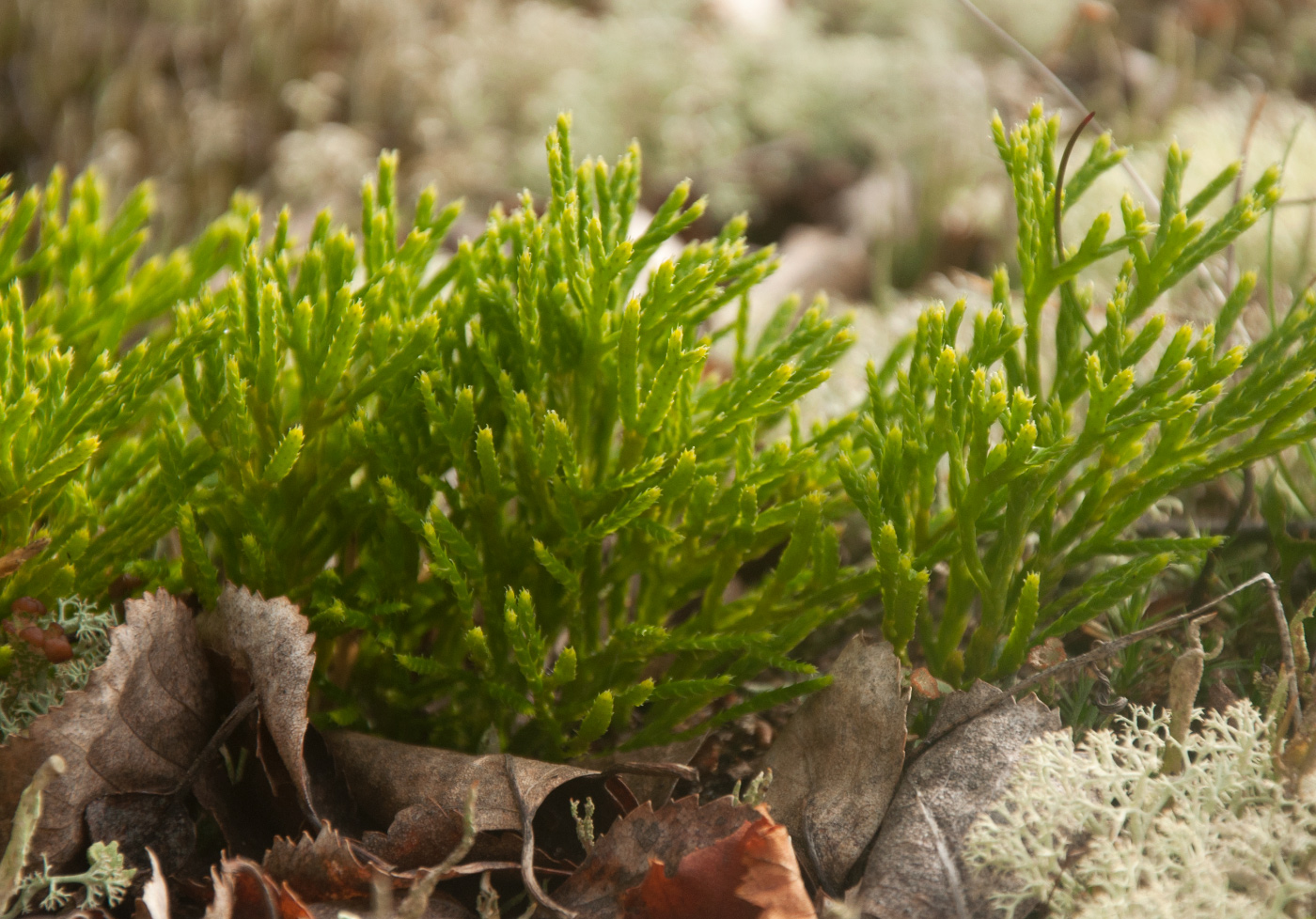 Image of genus Diphasiastrum specimen.