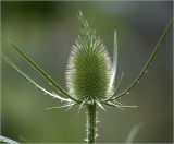 Dipsacus fullonum. Формирующееся соцветие. Московская обл., Раменский р-н, окр. дер. Хрипань, садовый участок. 29.07.2021.