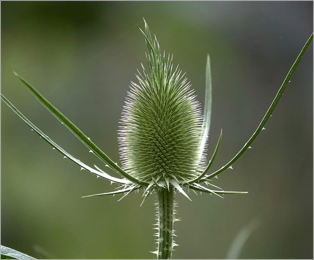 Изображение особи Dipsacus fullonum.