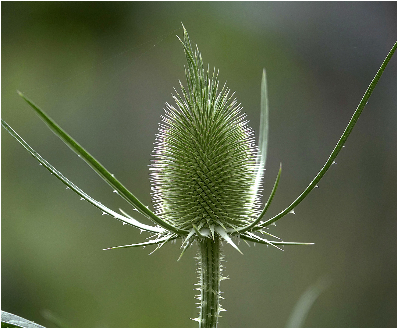 Image of Dipsacus fullonum specimen.