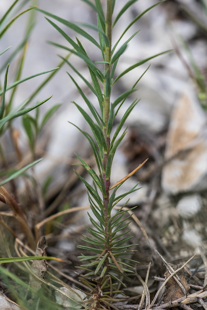 Image of Linum tenuifolium specimen.
