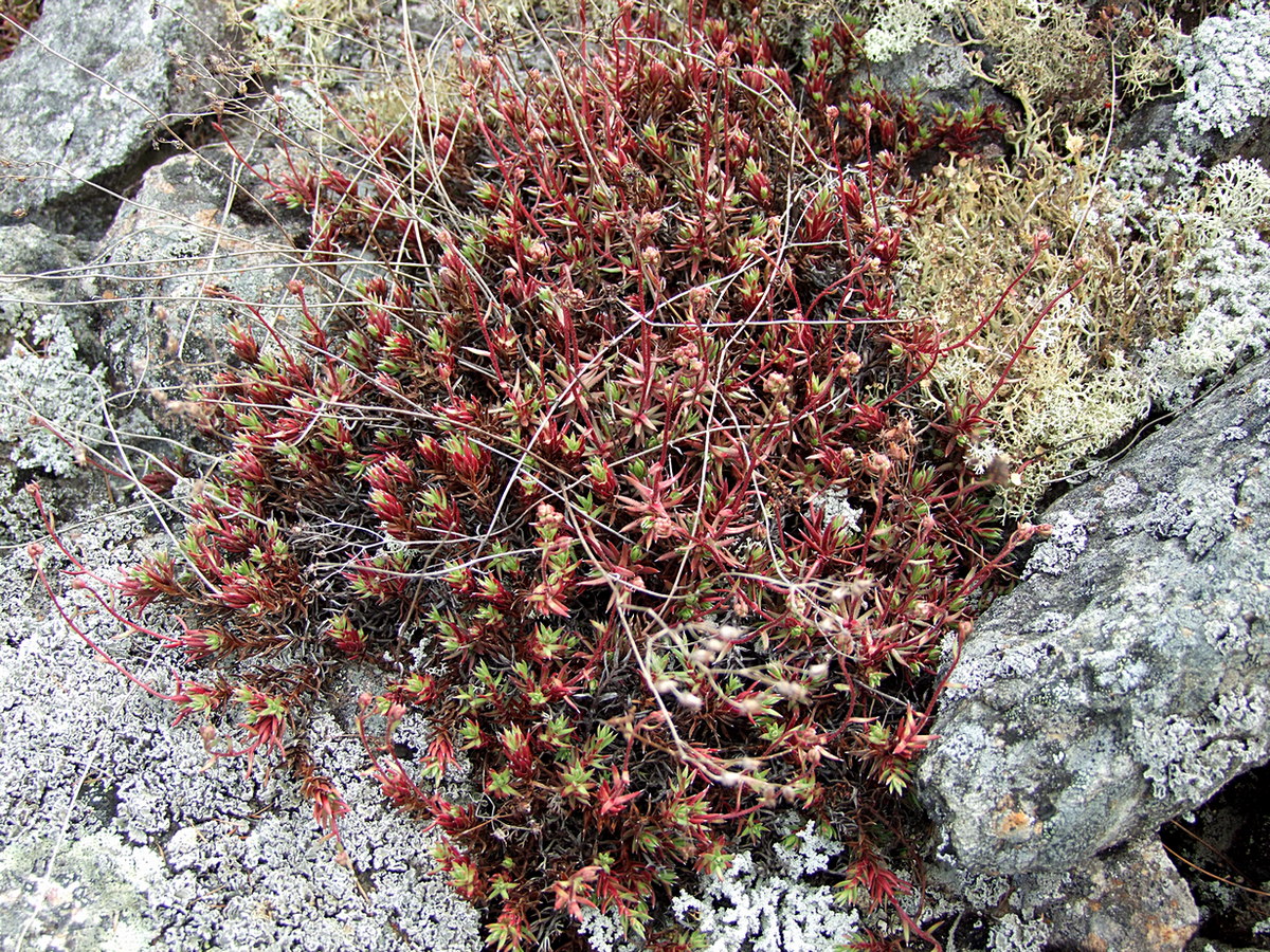 Изображение особи Saxifraga omolojensis.