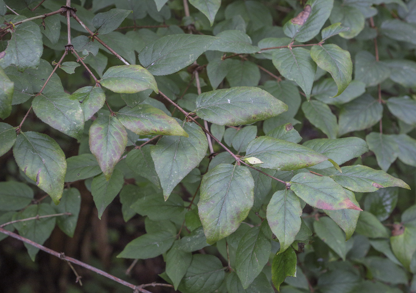 Image of Lonicera ferdinandi specimen.