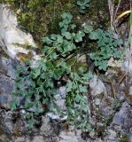 Asplenium ruta-muraria. Спороносящее растение. Краснодарский край, Апшеронский р-н, окр. пос. Мезмай, Курджипское ущелье. 11.10.2021.