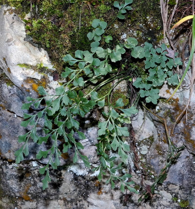 Image of Asplenium ruta-muraria specimen.