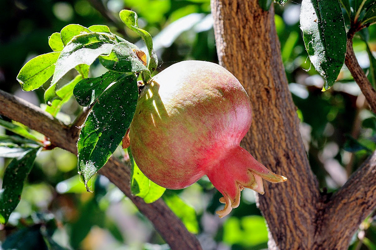 Image of Punica granatum specimen.