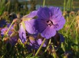 Geranium pratense