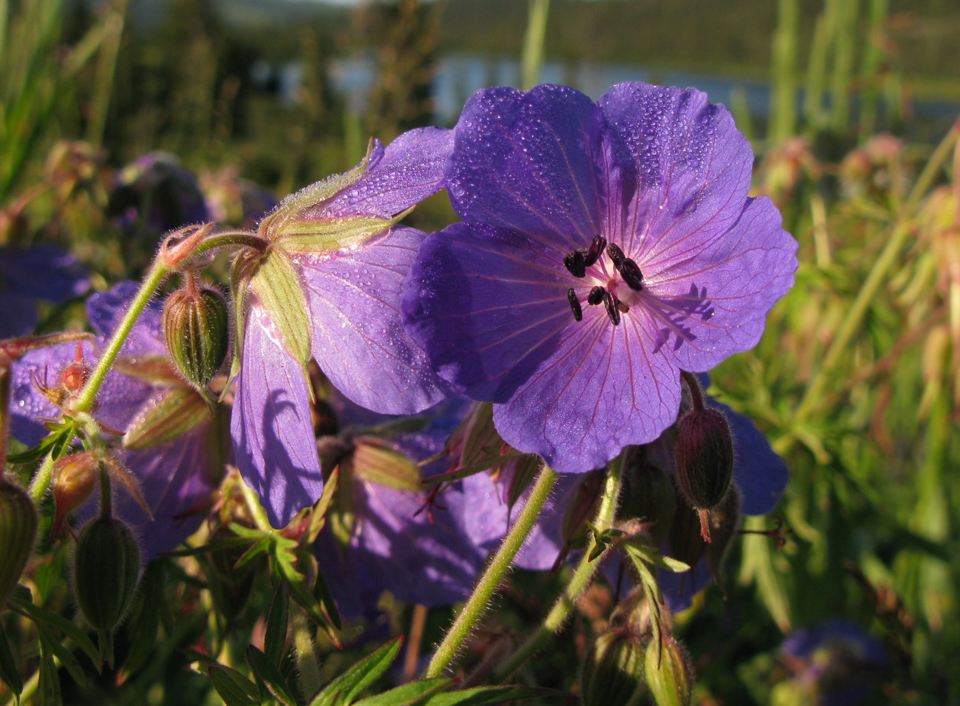 Image of Geranium pratense specimen.