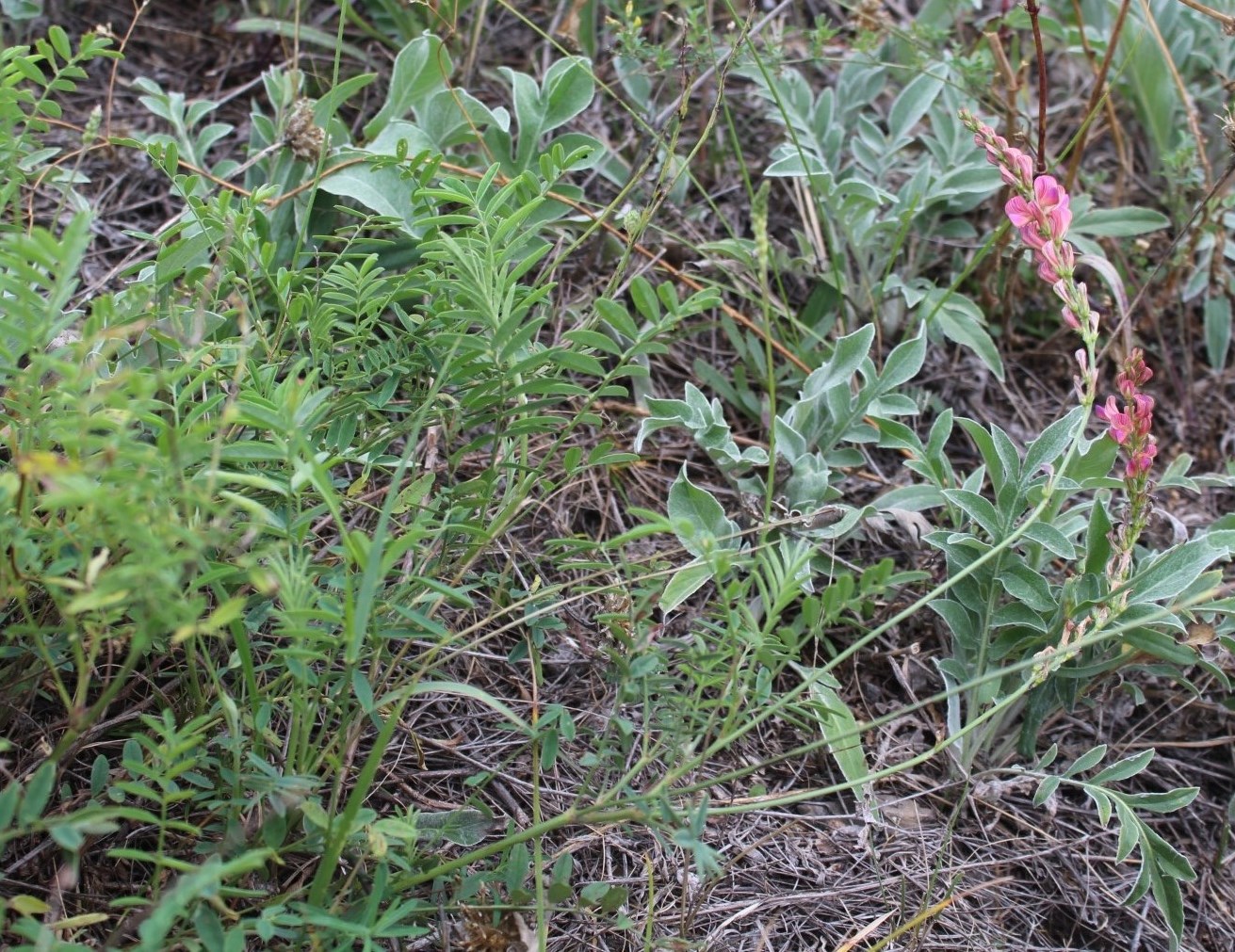 Image of Onobrychis sibirica specimen.