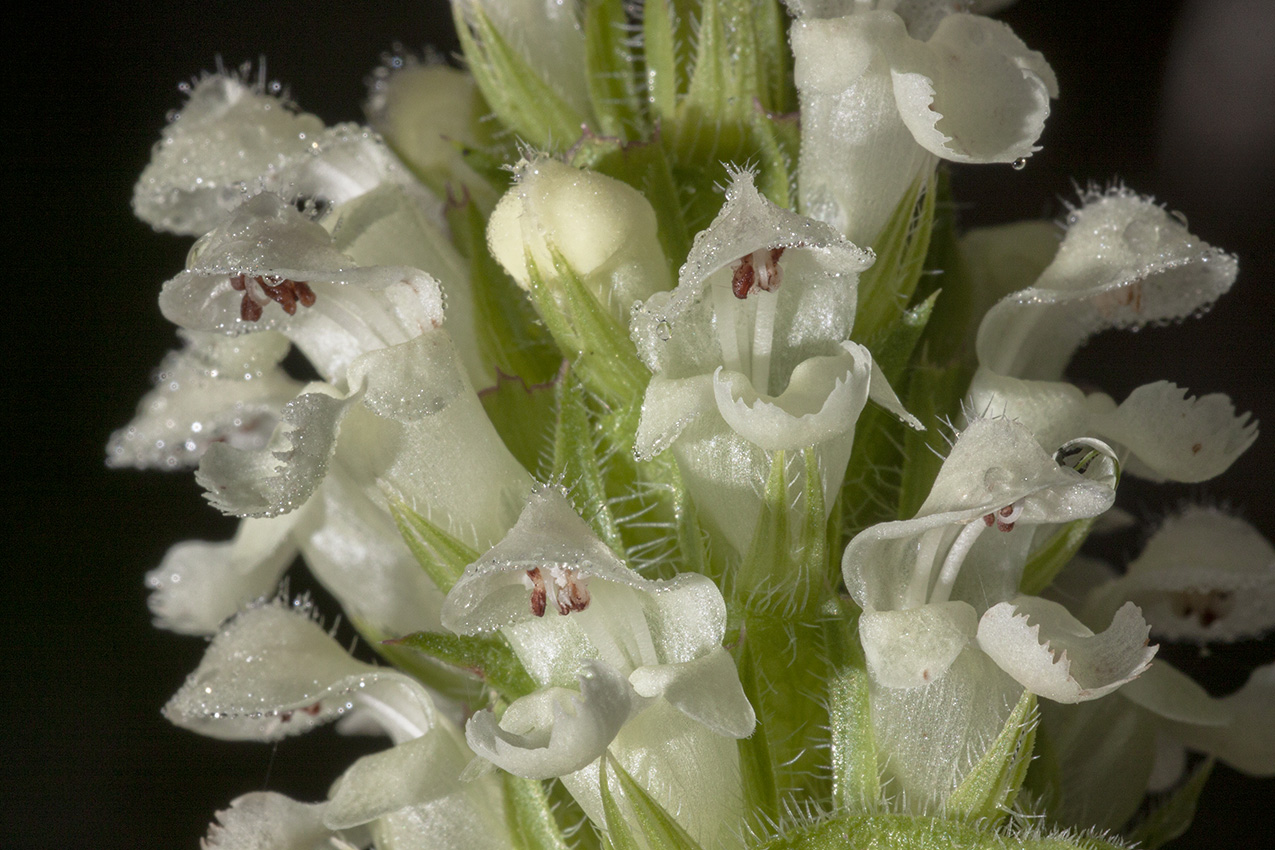 Image of Prunella laciniata specimen.