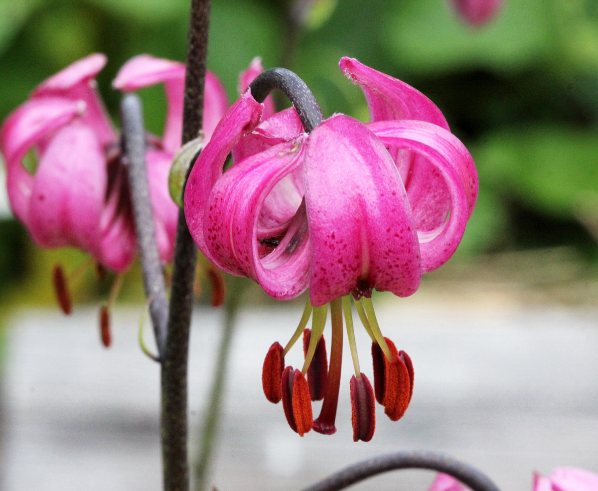 Image of Lilium pilosiusculum specimen.