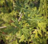 Aconitum