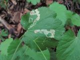 Pimpinella tripartita. Лист с минами. Северная Осетия, гор. округ Владикавказ, долина р. Суаргом, ок. 1200 м н.у.м., широколиственный лес. 09.07.2021.