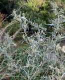 genus Atriplex. Плодоносящее растение в сообществе с отплодоносившими Brassicaceae. Болгария, Бургасская обл., г. Несебр, окр. курорта Солнечный Берег, смотровая площадка на трассе Е-87. 13.09.2021.