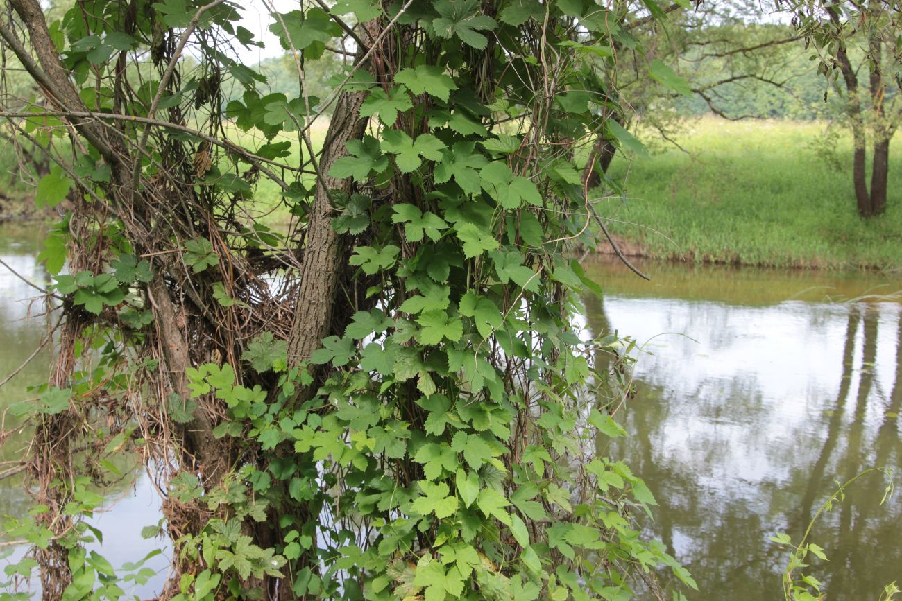 Изображение особи Humulus lupulus.