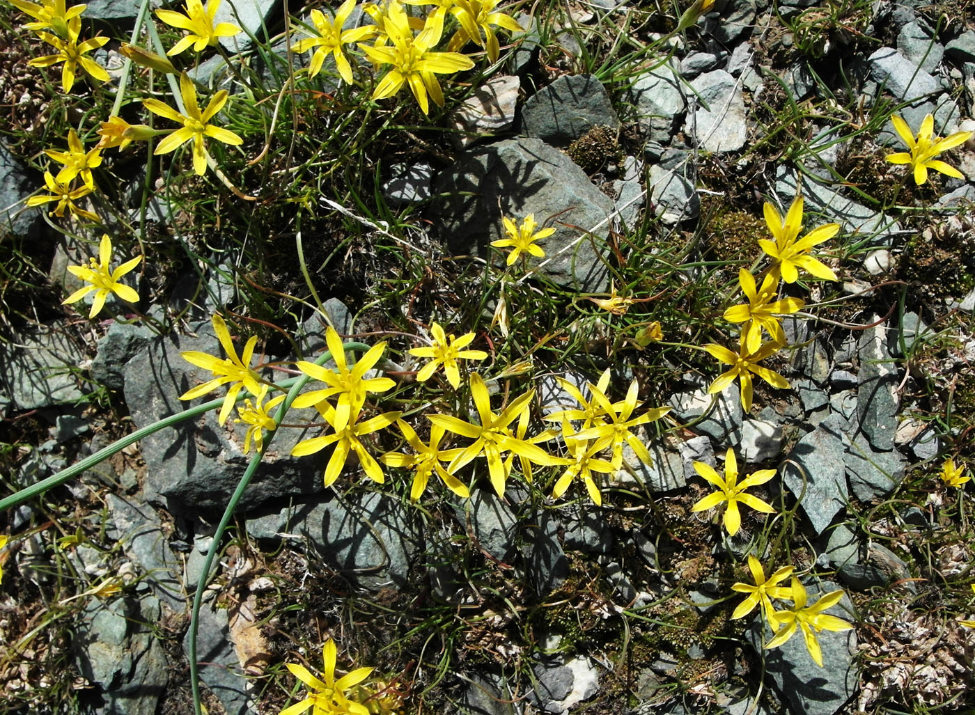 Image of Gagea bulbifera specimen.