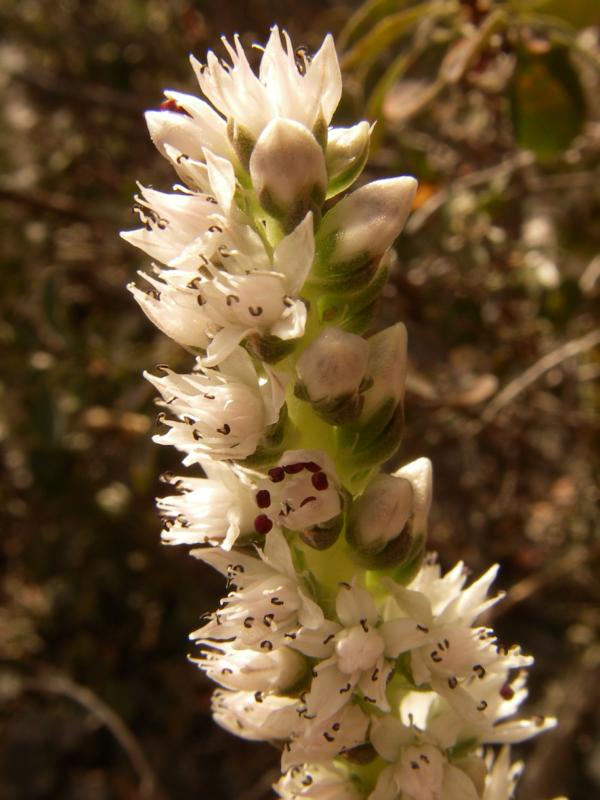 Image of Orostachys thyrsiflora specimen.