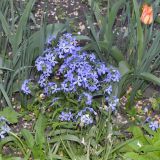 Phlox divaricata