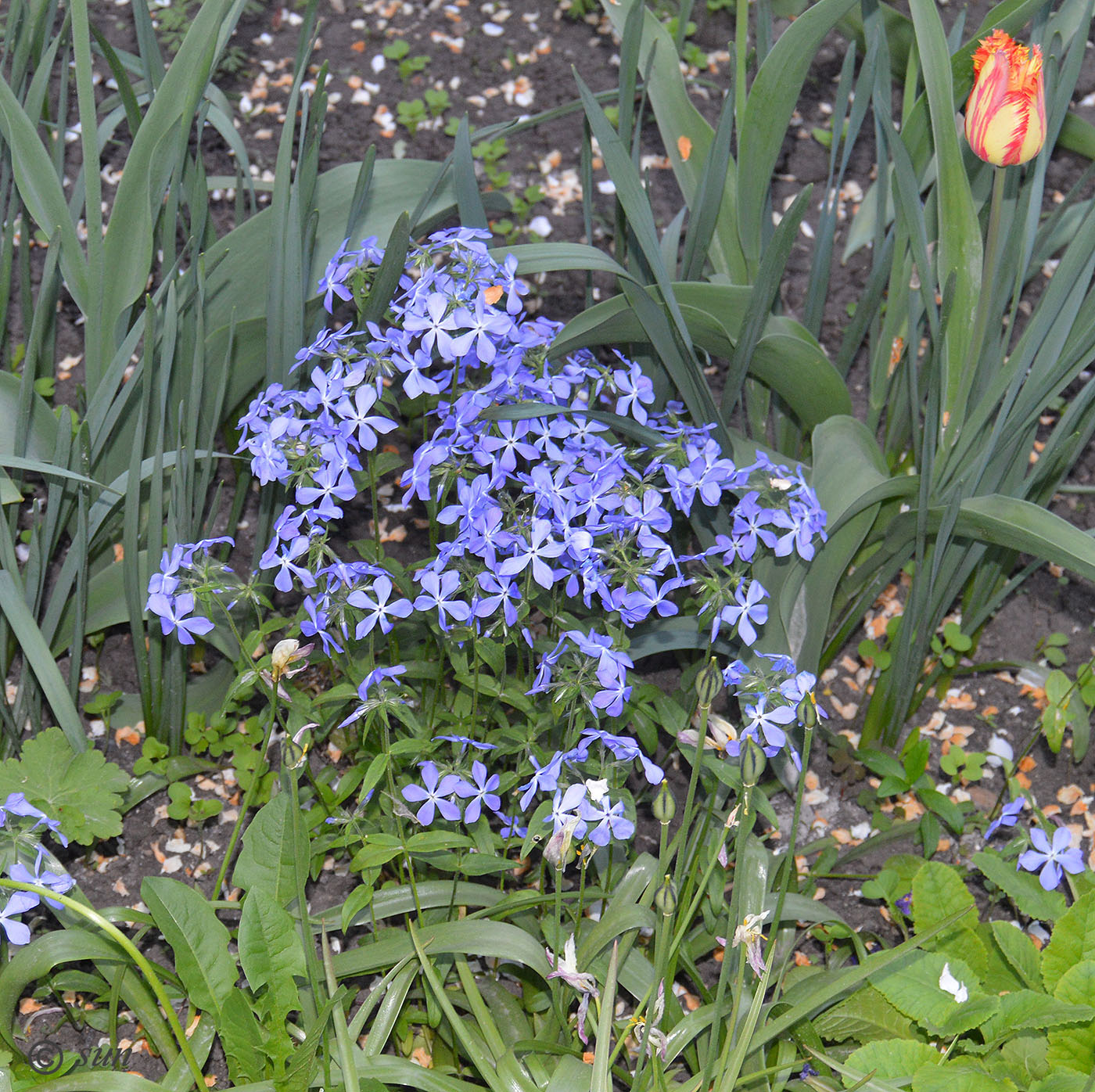 Изображение особи Phlox divaricata.