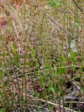 Equisetum pratense. Верхушки гуттирующих веточек с каплями воды. Магаданская обл., Ольский р-н, окр. шоссе Магадан - Ола, заброшенное поле. 27.06.2015.