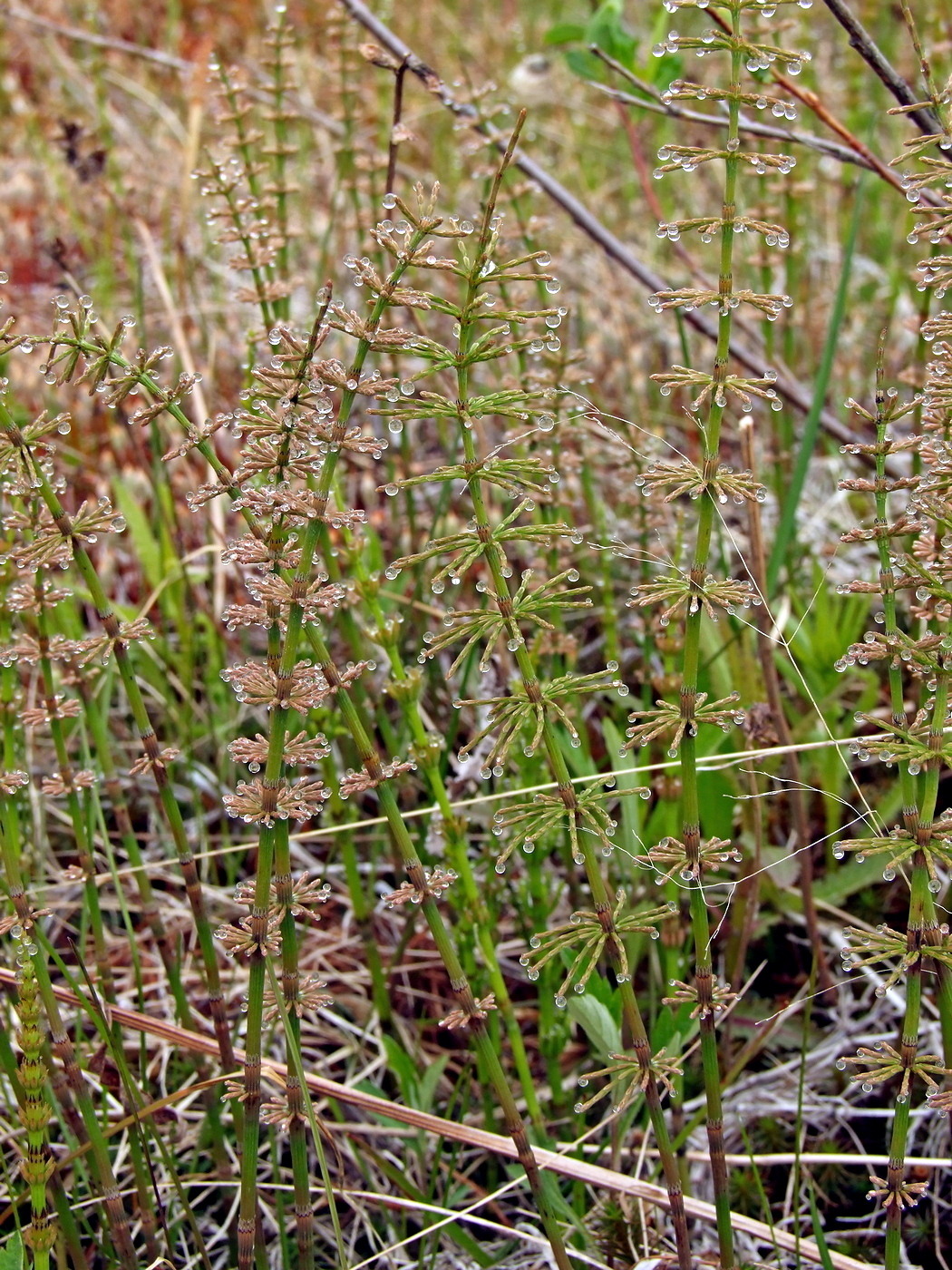 Изображение особи Equisetum pratense.