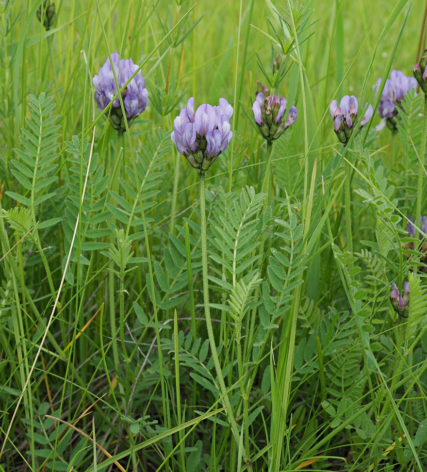 Изображение особи Astragalus danicus.