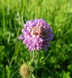 Knautia arvensis